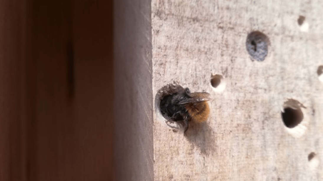 Wo nistet die Mauerbiene? © J. Hansen